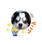 inusukin2（個別スタンプ：11）