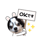 inusukin2（個別スタンプ：14）