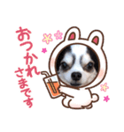 inusukin2（個別スタンプ：15）