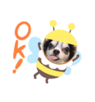 inusukin2（個別スタンプ：19）