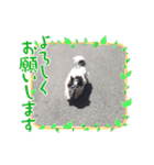 inusukin2（個別スタンプ：23）
