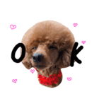 Cherie's stamps（個別スタンプ：1）
