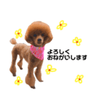Cherie's stamps（個別スタンプ：2）
