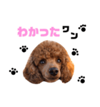 Cherie's stamps（個別スタンプ：7）