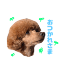 Cherie's stamps（個別スタンプ：8）