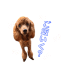Cherie's stamps（個別スタンプ：13）