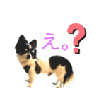 ソラだけの日常（個別スタンプ：3）