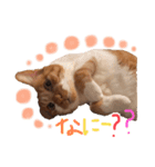 茶トラ猫かげとら君のスタンプ（個別スタンプ：7）