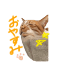 茶トラ猫かげとら君のスタンプ（個別スタンプ：8）