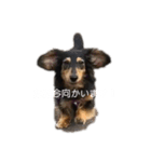 カニヘンダックスのラッキーちゃん（個別スタンプ：1）