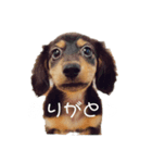 カニヘンダックスのラッキーちゃん（個別スタンプ：5）
