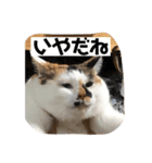 三毛猫サチコ3（個別スタンプ：1）