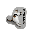 三毛猫サチコ3（個別スタンプ：2）