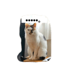 三毛猫サチコ3（個別スタンプ：3）