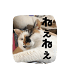 三毛猫サチコ3（個別スタンプ：4）