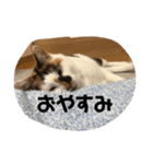 三毛猫サチコ3（個別スタンプ：5）