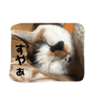 三毛猫サチコ3（個別スタンプ：7）