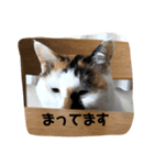 三毛猫サチコ3（個別スタンプ：8）