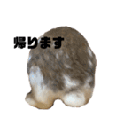うさぎの“ももちゃん”女の子3（個別スタンプ：13）