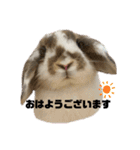 うさぎの“ももちゃん”女の子3（個別スタンプ：21）