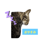 家の猫ズ@せん（個別スタンプ：2）