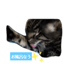 家の猫ズ@せん（個別スタンプ：4）