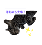 家の猫ズ@せん（個別スタンプ：10）