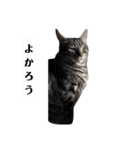家の猫ズ@せん（個別スタンプ：17）