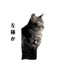 家の猫ズ@せん（個別スタンプ：19）