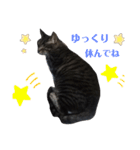 家の猫ズ@せん（個別スタンプ：23）