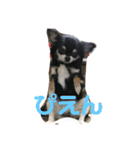 Kyunstanp（個別スタンプ：12）