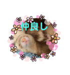 フェレットLOVE2（個別スタンプ：4）