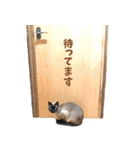 ほぼ、シャム猫（修正版）（個別スタンプ：32）