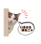 はなちゃんのお返事スタンプ（個別スタンプ：11）