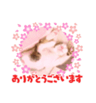 はなちゃんのお返事スタンプ（個別スタンプ：20）