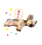 可愛いの日常3（個別スタンプ：15）