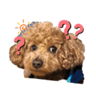 愛犬うにちゃん（個別スタンプ：1）