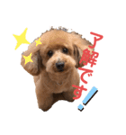 愛犬うにちゃん（個別スタンプ：2）