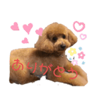 愛犬うにちゃん（個別スタンプ：3）