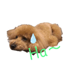 愛犬うにちゃん（個別スタンプ：6）