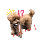 愛犬うにちゃん（個別スタンプ：7）