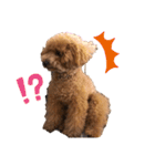 愛犬うにちゃん（個別スタンプ：8）