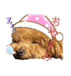 愛犬うにちゃん（個別スタンプ：9）