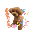 愛犬うにちゃん（個別スタンプ：12）