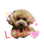 愛犬うにちゃん（個別スタンプ：13）
