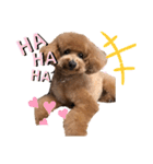 愛犬うにちゃん（個別スタンプ：15）