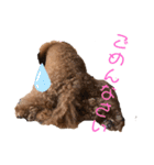 愛犬うにちゃん（個別スタンプ：16）