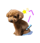 愛犬うにちゃん（個別スタンプ：17）