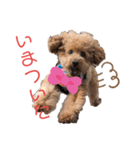 愛犬うにちゃん（個別スタンプ：24）