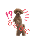 愛犬うにちゃん（個別スタンプ：26）